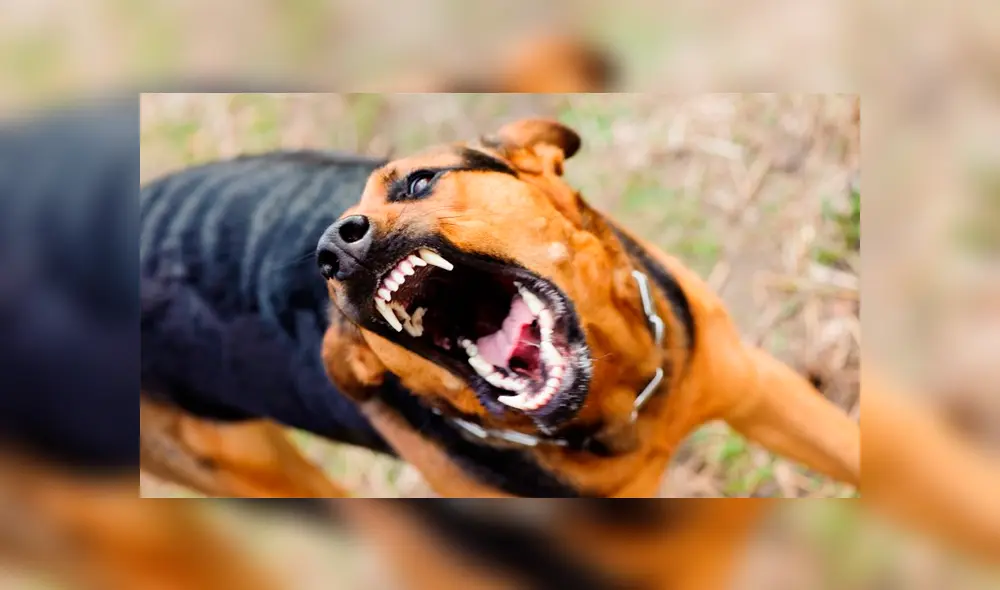 Bebé recién nacido es abandonado y comido por perros callejeros Bebé recién nacido es abandonado y comido por perros callejeros