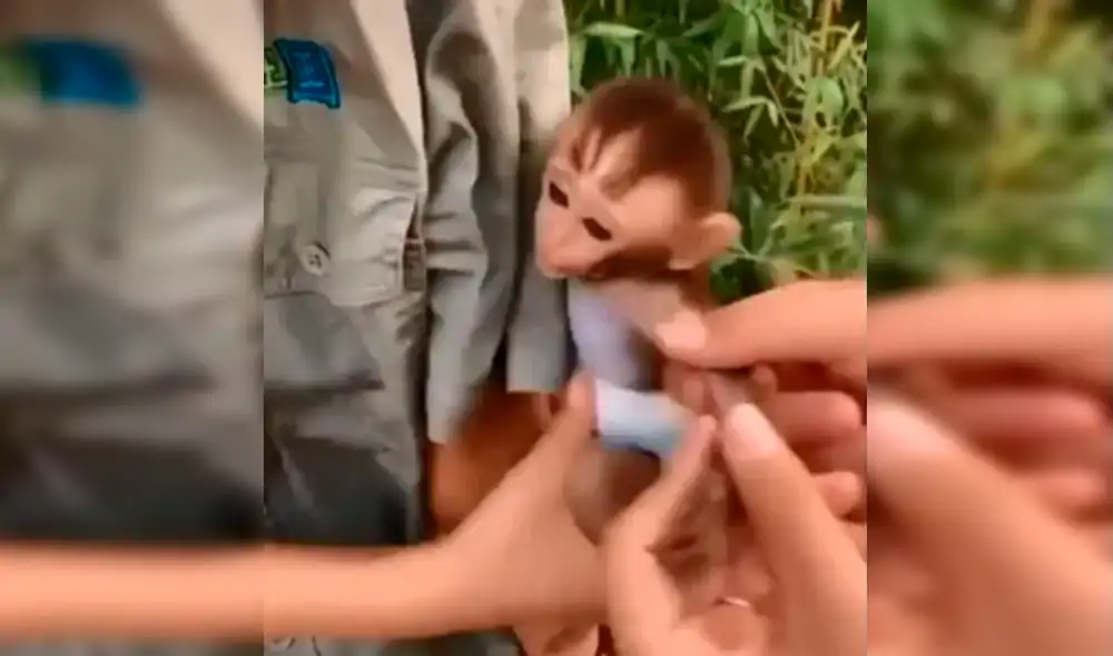 Desliza hacia la izquierda para ver las tiernas escenas del monito que no quiere ser separado de su cuidadora. Foto: captura de Facebook