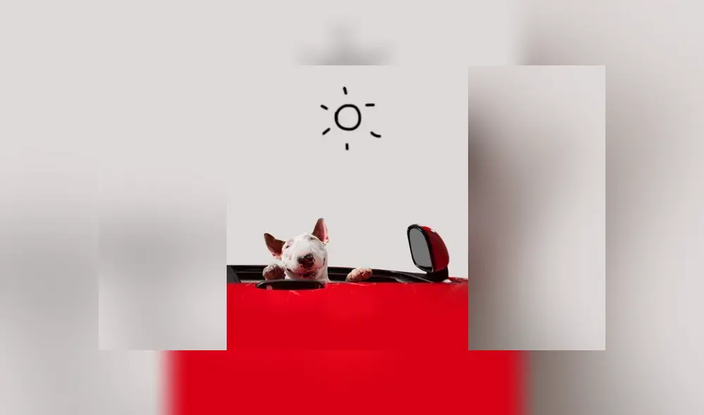 Facebook viral: le hace sesión fotográfica a su perro y divertido resultado enternece a miles Facebook viral: le hace sesión fotográfica a su perro y divertido resultado enternece a miles