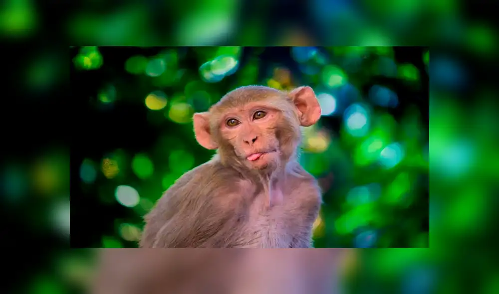 Travieso mono le roba el celular a su dueña y compra varias cosas por Internet [VIDEO]