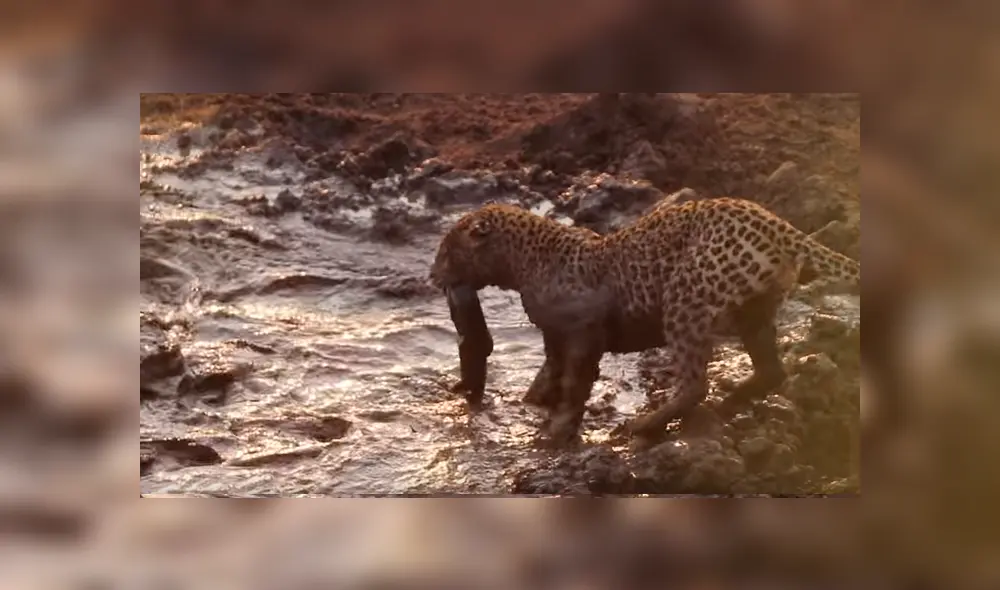 Hambriento leopardo se acerca a charco de peces y sucede algo desgarrador [VIDEO]
