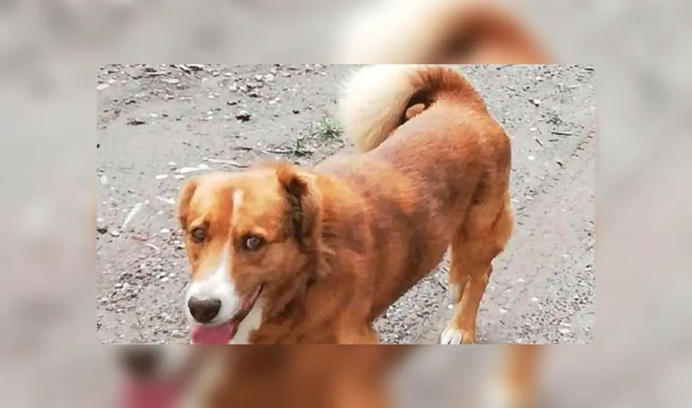 Mujer cortó los genitales de un perro mestizo por aparearse con su mascota de raza [FOTO] 