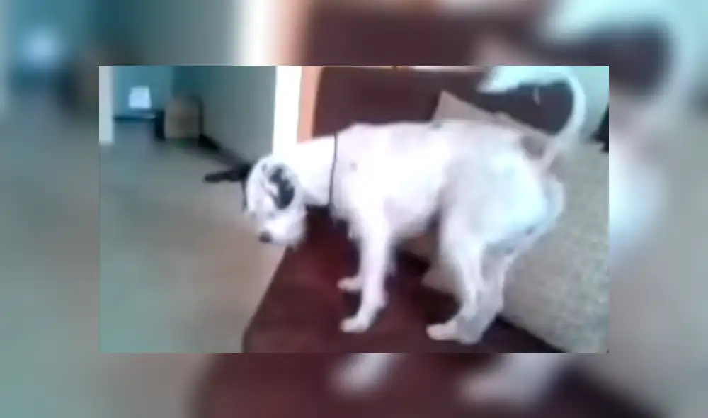 Video es viral en YouTube. Un tierno pollito se ganó el corazón de miles de personas, debido a que lo único que quería era estar calientito y tener compañía. Foto: Captura.