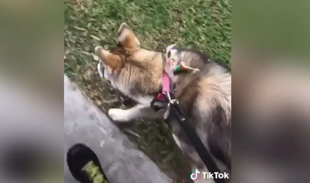 Desliza hacia la izquierda para ver más detalles sobre esta conmovedora escena viral. Foto: captura de TikTok Desliza hacia la izquierda para ver más detalles sobre esta conmovedora escena viral. Foto: captura de TikTok