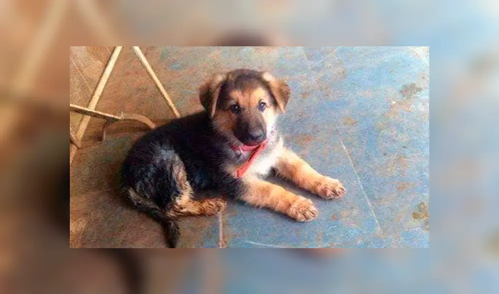 Perrovaca, la mascota 'revolucionaria' de la UNMSM, que ahora marchará en el cielo 