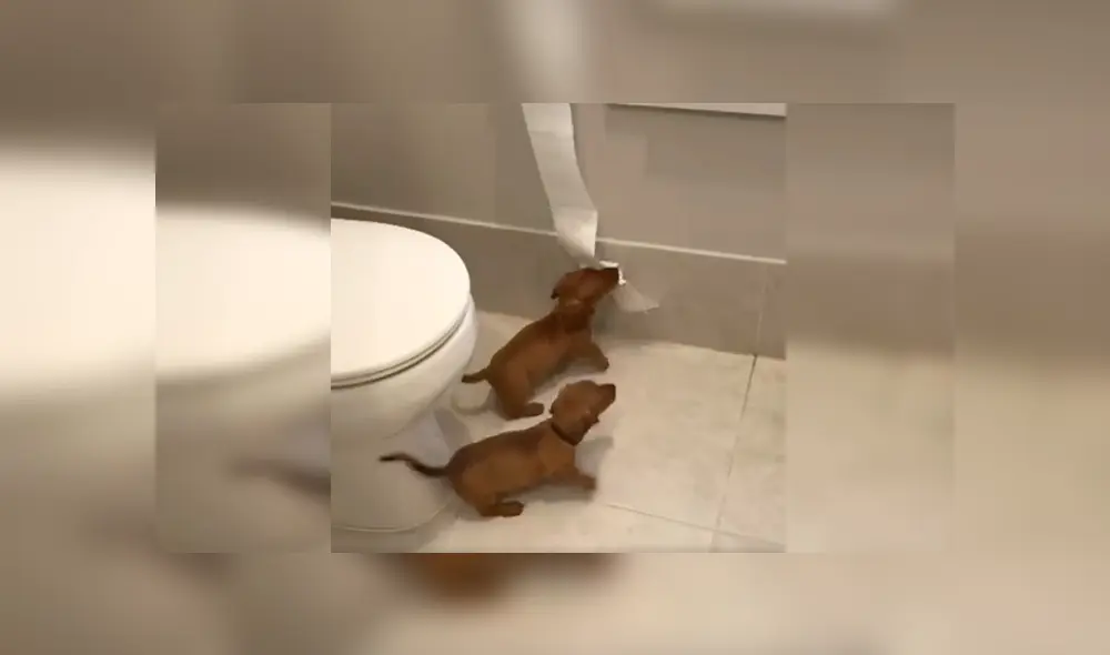 En YouTube, un joven encontró el papel higiénico destrozado y supo que sus traviesos perros eran los responsables. En YouTube, un joven encontró el papel higiénico destrozado y supo que sus traviesos perros eran los responsables.