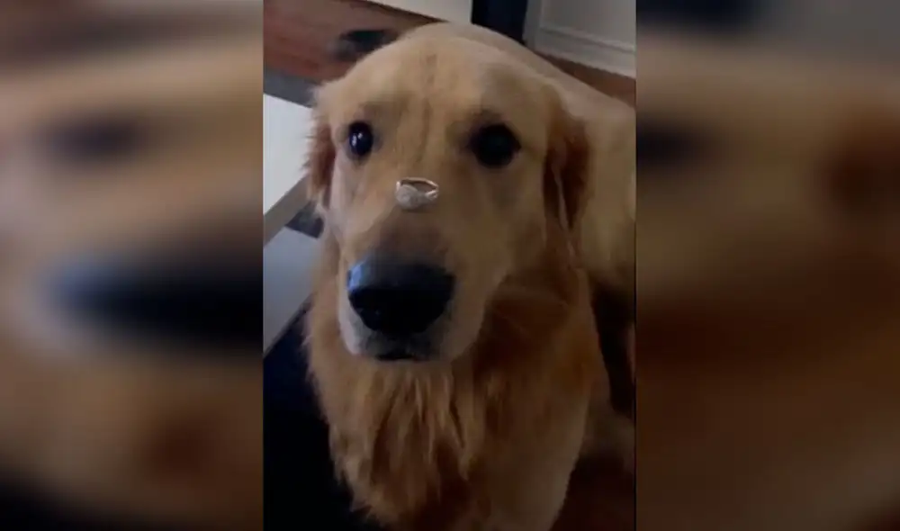 Desliza las imágenes para apreciar la travesura de un perro cuando su dueña le coloca un anillo en su nariz. Foto: Captura de YouTube