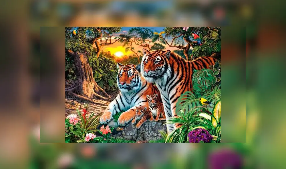 Desliza las imágenes para ver la ubicación exacta de los 65 tigres que aparecen en dicho complejo reto visual. Foto: Twitter Desliza las imágenes para ver la ubicación exacta de los 65 tigres que aparecen en dicho complejo reto visual. Foto: Twitter