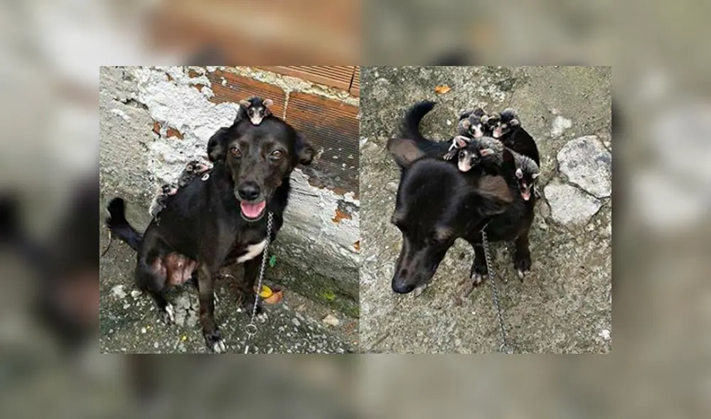 Desliza para ver los detalles de esta historia viral de Facebook. Foto: Captura. Desliza para ver los detalles de esta historia viral de Facebook. Foto: Captura.