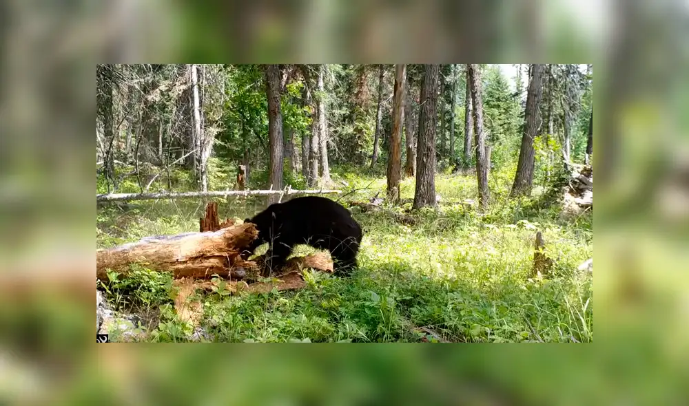 Un video viral de Facebook registró el instante en que un enorme oso derribó con su cuerpo a un poderoso árbol por el alimento que había en su interior.