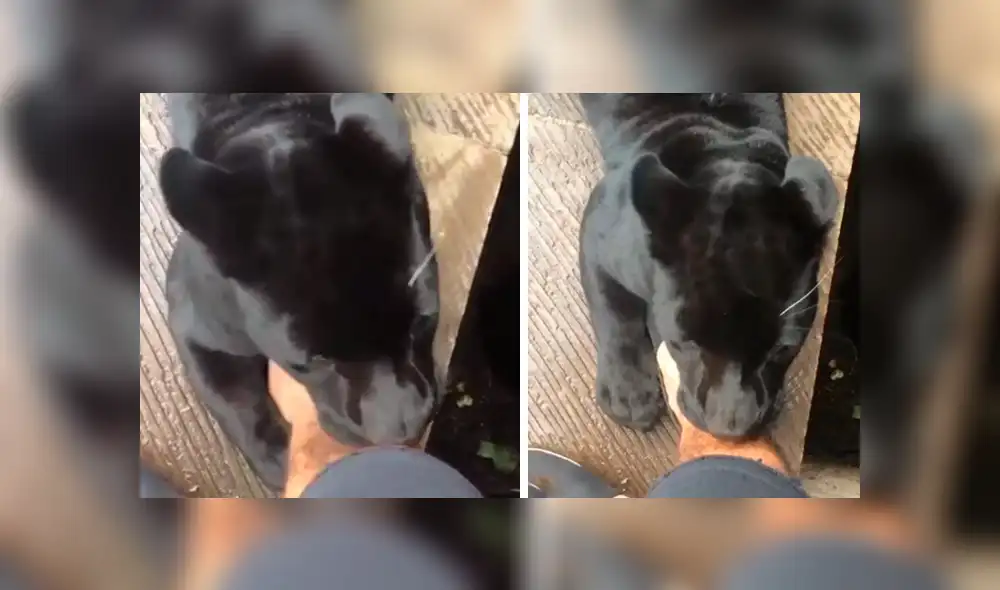 YouTube viral: Arriesgado turista se topa con temible pantera dentro de jaula y esto sucede [VIDEO]