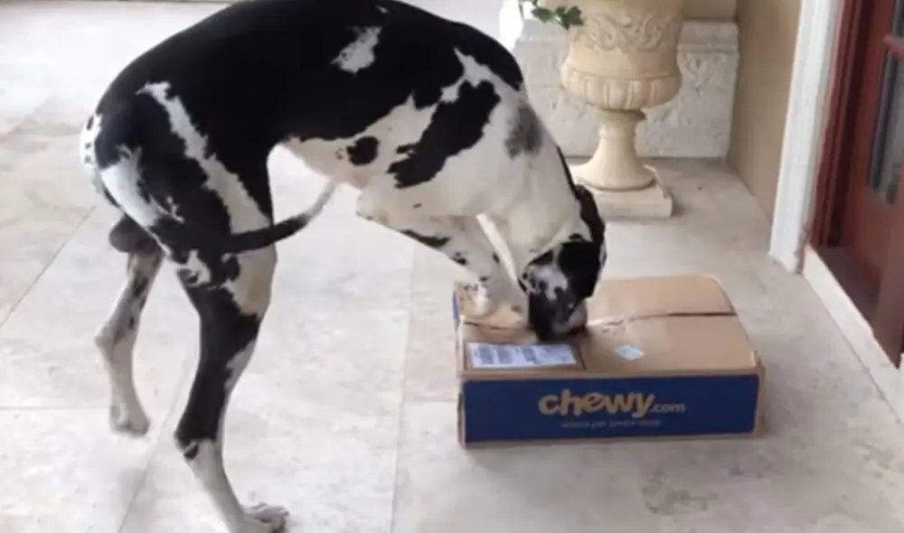 Desliza las imágenes para conocer más detalles de la increíble reacción que tuvo este perrito al ver que su comida llegó. Foto: captura de YouTube Desliza las imágenes para conocer más detalles de la increíble reacción que tuvo este perrito al ver que su comida llegó. Foto: captura de YouTube