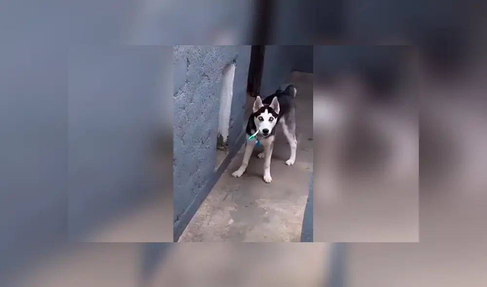 Desliza las imágenes para conocer los tiernos momentos que grabó un joven de su adorada mascota.