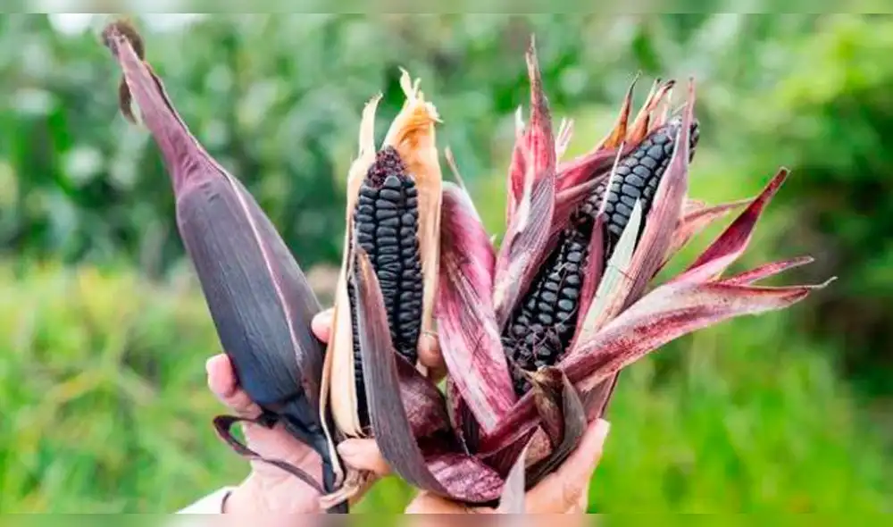 maíz morado maíz morado