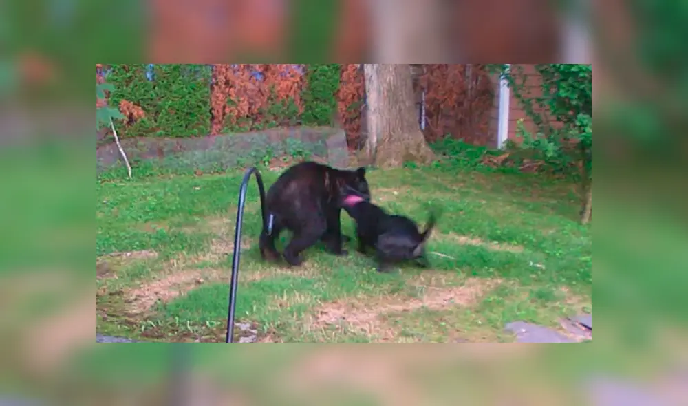 El oso pensó que sería una comida fácil y no imaginó que tenía que enfrentarse a un furioso perro. Foto: captura