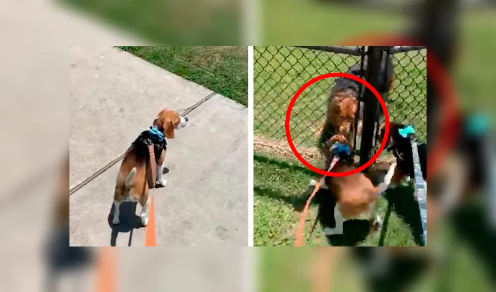 Desliza las imágenes hacia la izquierda para apreciar la conmovedora escena entre dos perros durante la cuarentena. Desliza las imágenes hacia la izquierda para apreciar la conmovedora escena entre dos perros durante la cuarentena.