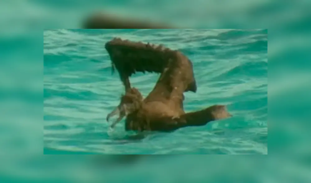 YouTube viral: Ave protagonizó lucha a muerte con feroz tiburón que intentó devorarlo [VIDEO] 