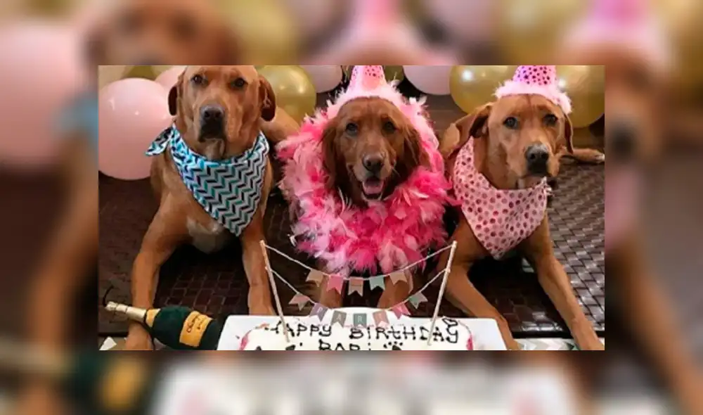 Científicos hallan nueva fórmula para saber qué edad tiene tu mascota en años humanos