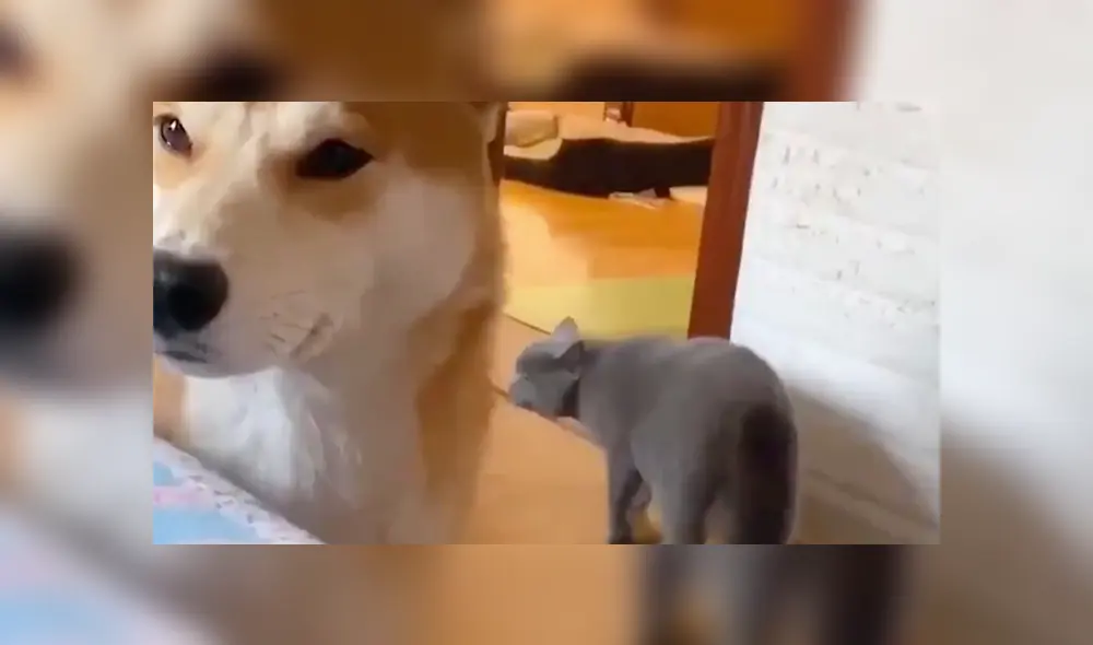 Desliza a la izquierda para conocer más sobre este nuevo video viral de YouTube. Foto: Captura. Desliza a la izquierda para conocer más sobre este nuevo video viral de YouTube. Foto: Captura.