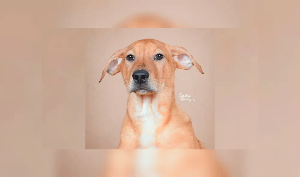 Perritos en adopción: Cachorros buscan un hogar. Foto: Instagram / Sandra Rodríguez