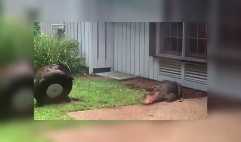 A través de Facebook se hizo viral el momento en que un cocodrilo aparece en un jardín. A través de Facebook se hizo viral el momento en que un cocodrilo aparece en un jardín.