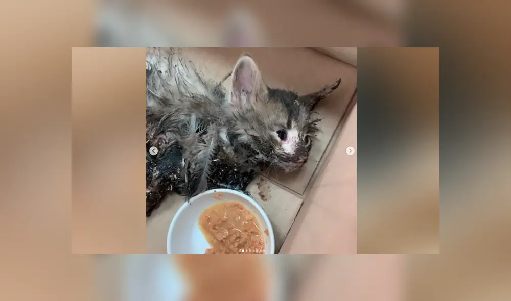 El dramático caso de la gata bebé que bañaron con pegamento y hoy lucha por su vida [VIDEO]