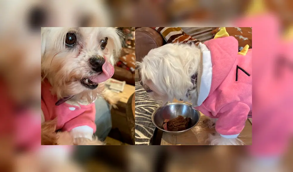 Lleva a su perro con cáncer terminal a comer su 'última’ cena y restaurante tiene emotivo gesto [FOTOS]