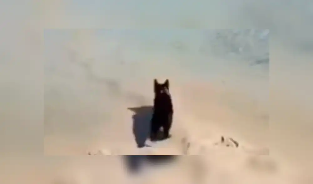 Facebook viral: gato vence su temor al agua y cruza charco para seguir a su amo 