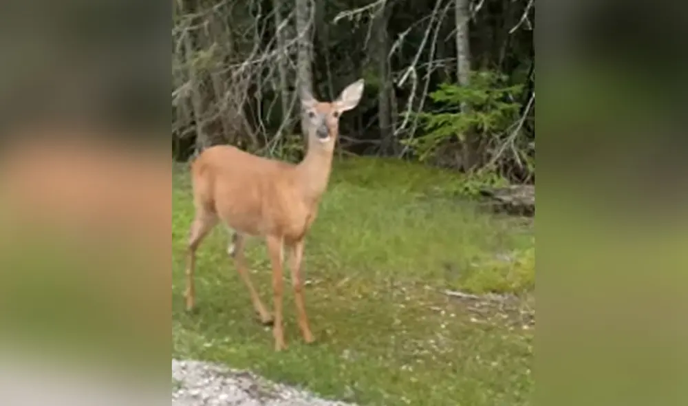 Los animales lucen bastante amigables con la pareja e, incluso, se acercan a ellos cuando le extienden la mano. Foto: captura de YouTube