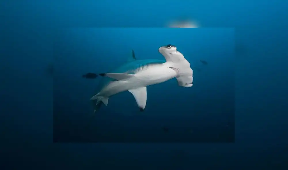 Produce establece límite de captura de tiburón martillo 