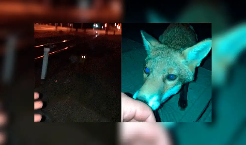 Facebook: joven encuentra a zorro salvaje en la calle, intenta acariciarlo y sufre terrible mordida