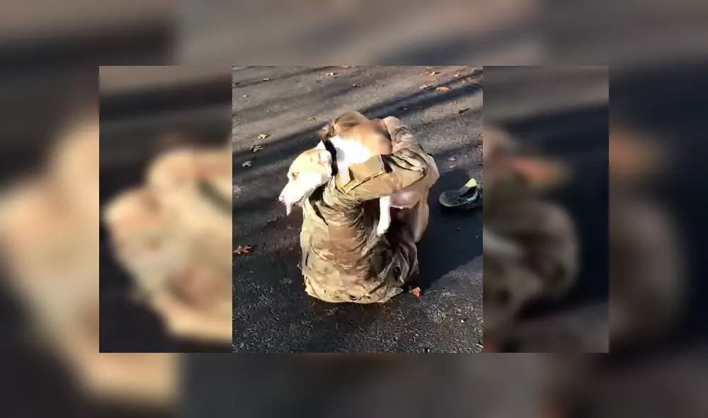 El can no reconocía a su dueña al verla después de tiempo, pero su conducta cambió cuando tuvo contacto con ella. El emotivo reencuentro se hizo viral en YouTube. El can no reconocía a su dueña al verla después de tiempo, pero su conducta cambió cuando tuvo contacto con ella. El emotivo reencuentro se hizo viral en YouTube.