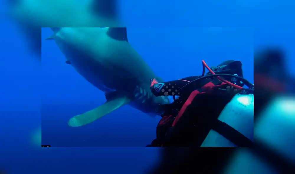 Valiente buzo ayuda a tiburón blanco.