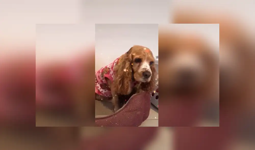 Desliza las imágenes hacia la izquierda para observar el comportamiento de un perro para impedir tomar un baño. Desliza las imágenes hacia la izquierda para observar el comportamiento de un perro para impedir tomar un baño.