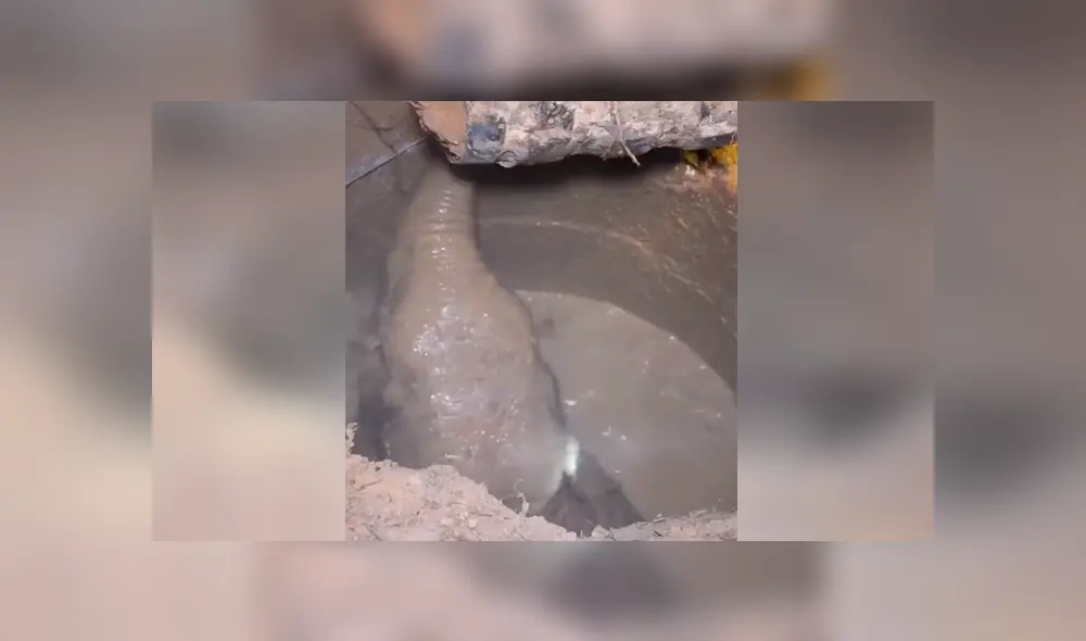 Un video viral muestra cómo un grupo de pobladores hacen hasta lo imposible para salvar la vida de un elefante bebé. Un video viral muestra cómo un grupo de pobladores hacen hasta lo imposible para salvar la vida de un elefante bebé.