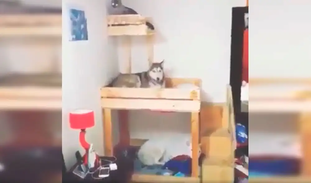 Desliza las imágenes para apreciar la buena conducta de unos perros junto a un gato al obedecer a su dueño. Fotocaptura: Facebook. Desliza las imágenes para apreciar la buena conducta de unos perros junto a un gato al obedecer a su dueño. Fotocaptura: Facebook.