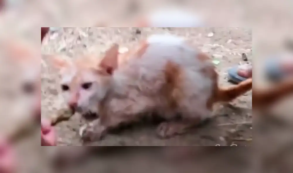 Facebook viral: Gato bebé queda atrapado en el barro y hombre acude a su rescate [VIDEO]