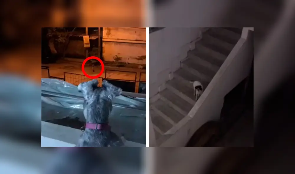 Desliza las imágenes para conocer la romántica escena de dos perros que permanecieron separados por la cuarentena. Desliza las imágenes para conocer la romántica escena de dos perros que permanecieron separados por la cuarentena.