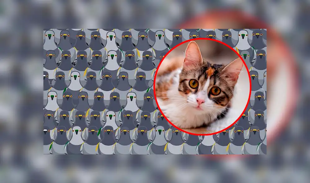 ¿Podrás hallar el gato en tan solo 18 segundos? Foto: captura ¿Podrás hallar el gato en tan solo 18 segundos? Foto: captura