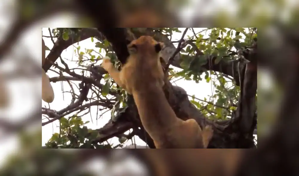 El pequeño león pisó mal y por más que intentó agarrarse al árbol, terminó cayendo. Foto: captura