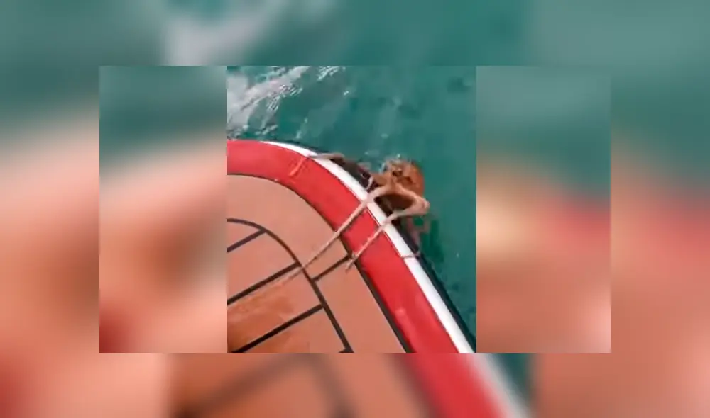 Un pescador se llevó una aterradora sorpresa al encontrarse una misteriosa piedra en una bahía. Un pescador se llevó una aterradora sorpresa al encontrarse una misteriosa piedra en una bahía.