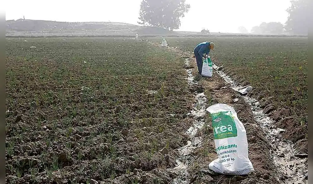25-05-2022 MARCO COTRINA
AGRICULTORES ABONAN SU CHACRAS CON ABONO NATURAL ECOLOGICO POR EL ALAZA DE PRECIOS DE LOS FERTILIZANTES COMO LA UREA. AGRICULTORES, AGRICULTURA, AGRO, SIEMBRA DE PAPA, CAMPESINOS ABONANDO CON GUANO, AGRICULTURA 25-05-2022 MARCO COTRINA
AGRICULTORES ABONAN SU CHACRAS CON ABONO NATURAL ECOLOGICO POR EL ALAZA DE PRECIOS DE LOS FERTILIZANTES COMO LA UREA. AGRICULTORES, AGRICULTURA, AGRO, SIEMBRA DE PAPA, CAMPESINOS ABONANDO CON GUANO, AGRICULTURA