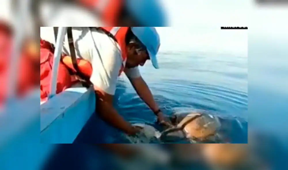 Desliza hacia la izquierda para ver el rescate de la tortura que conmovió a los usuarios de YouTube.