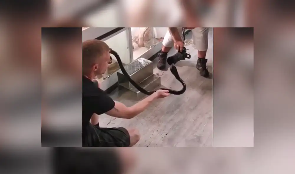 Facebook viral: fotógrafo realiza osada maniobra para hipnotizar a letal serpiente