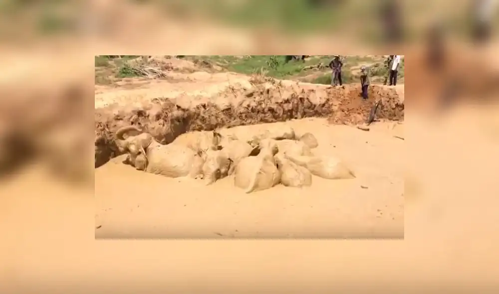 En YouTube elefantes a punto de morir son rescatados de un hoyo lleno de lodo [VIDEO]