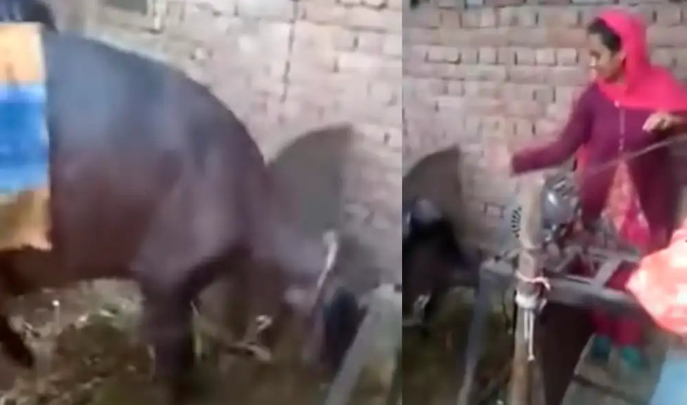 Desliza las imágenes para conocer al búfalo bailarín de India. Foto: captura de YouTube Desliza las imágenes para conocer al búfalo bailarín de India. Foto: captura de YouTube