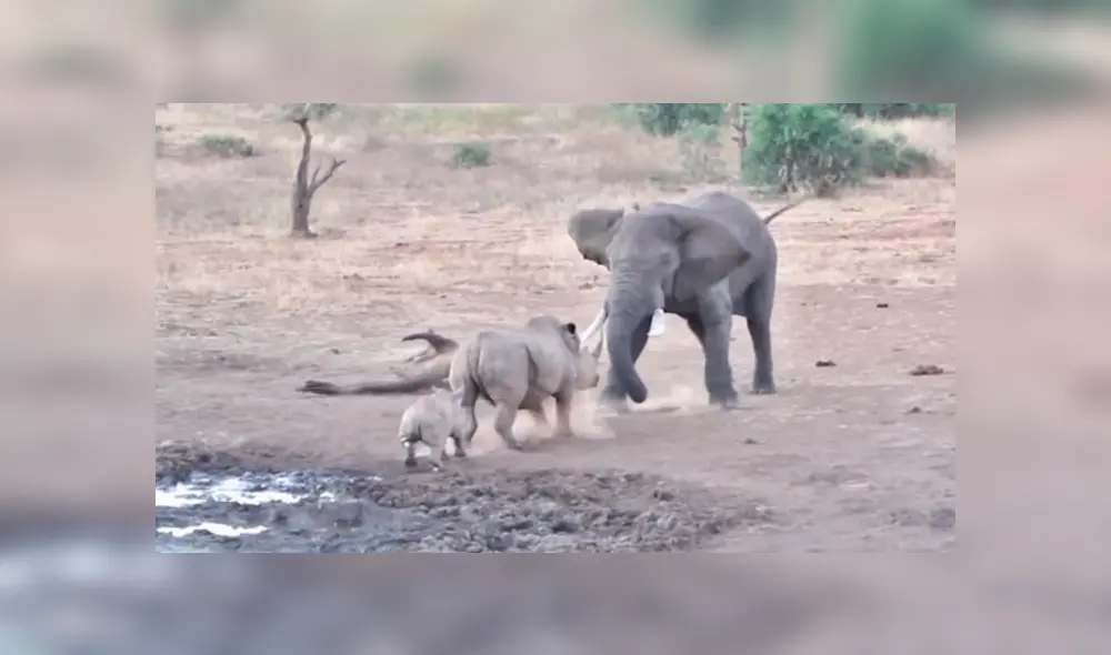 Mamá rinoceronte se enfrenta a feroz elefante para proteger a su cría y final es de infarto [VIDEO] 