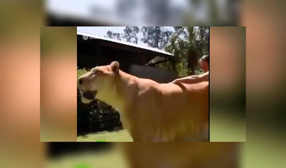 YouTube viral: Tigresa y león tienen cría considerada el felino más grande del mundo [VIDEO]