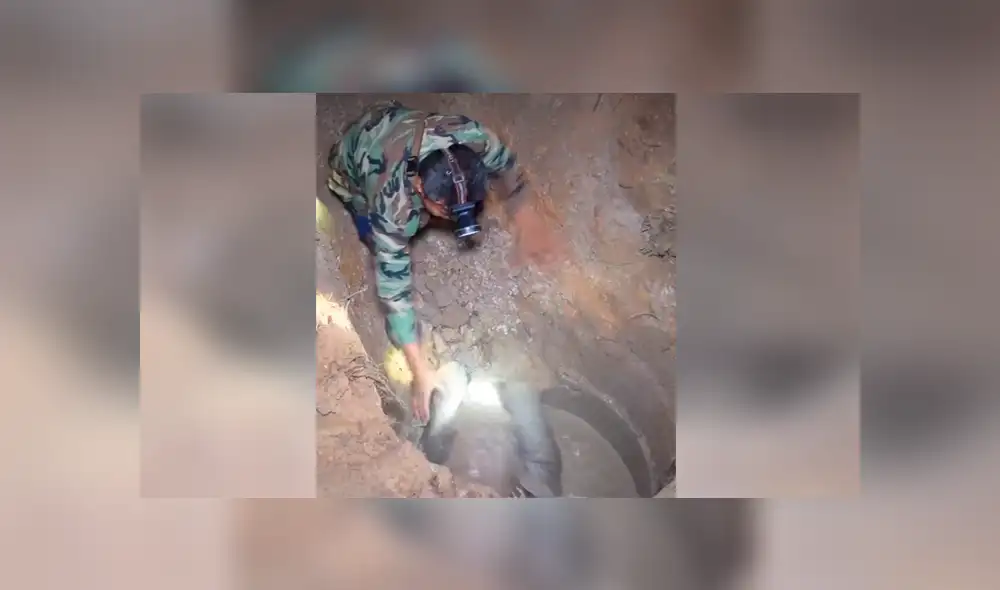 Un video viral muestra cómo un grupo de pobladores hacen hasta lo imposible para salvar la vida de un elefante bebé. Un video viral muestra cómo un grupo de pobladores hacen hasta lo imposible para salvar la vida de un elefante bebé.
