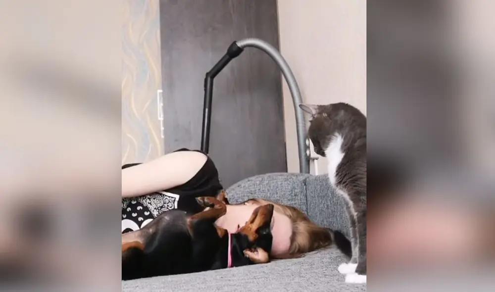 Las mascotas reaccionaron completamente diferente al ver a su dueña 'desmayada'. Foto: YouTube